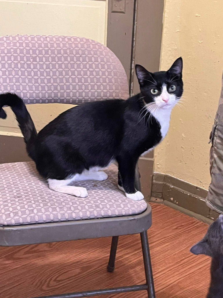 adoptable Cat in Libertyville, IL named Hannah