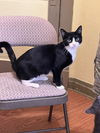 adoptable Cat in libertyville, IL named Hannah