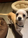 adoptable Dog in , IL named Dale