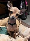 adoptable Dog in libertyville, IL named Jack