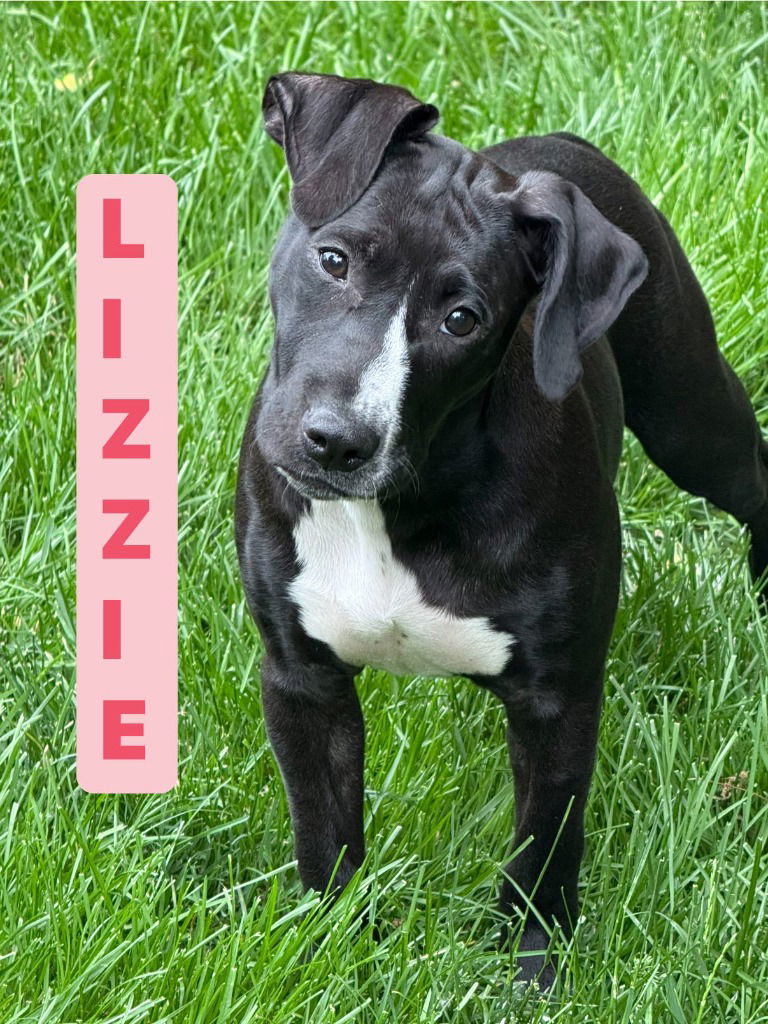 adoptable Dog in Libertyville, IL named Lizzie