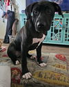 adoptable Dog in libertyville, IL named Hamlet
