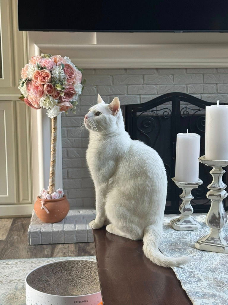 adoptable Cat in Libertyville, IL named Merlin