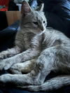 adoptable Cat in libertyville, IL named Ella aka Squeaky