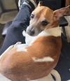 adoptable Dog in libertyville, IL named Rugrat