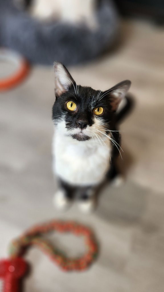 adoptable Cat in Libertyville, IL named Felix