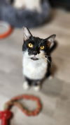 adoptable Cat in libertyville, IL named Felix
