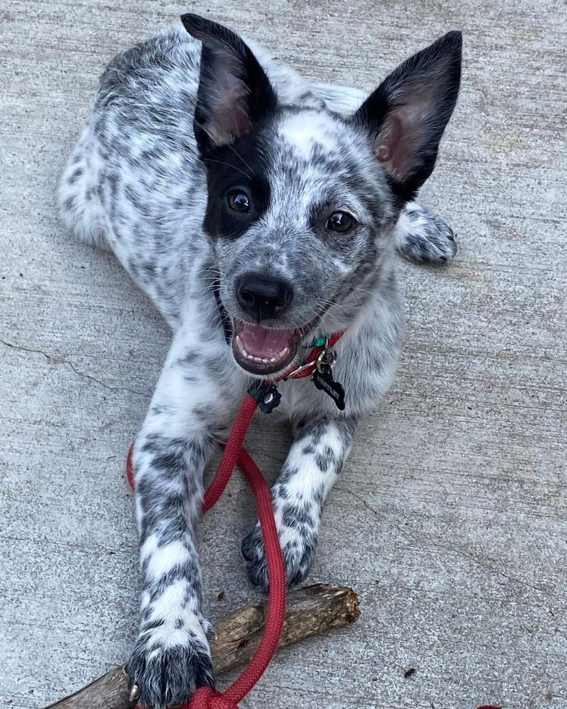 adoptable Dog in Libertyville, IL named Bentley