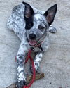 adoptable Dog in  named Bentley