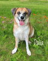 adoptable Dog in , IL named Dalia