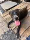 adoptable Dog in libertyville, IL named Vinny