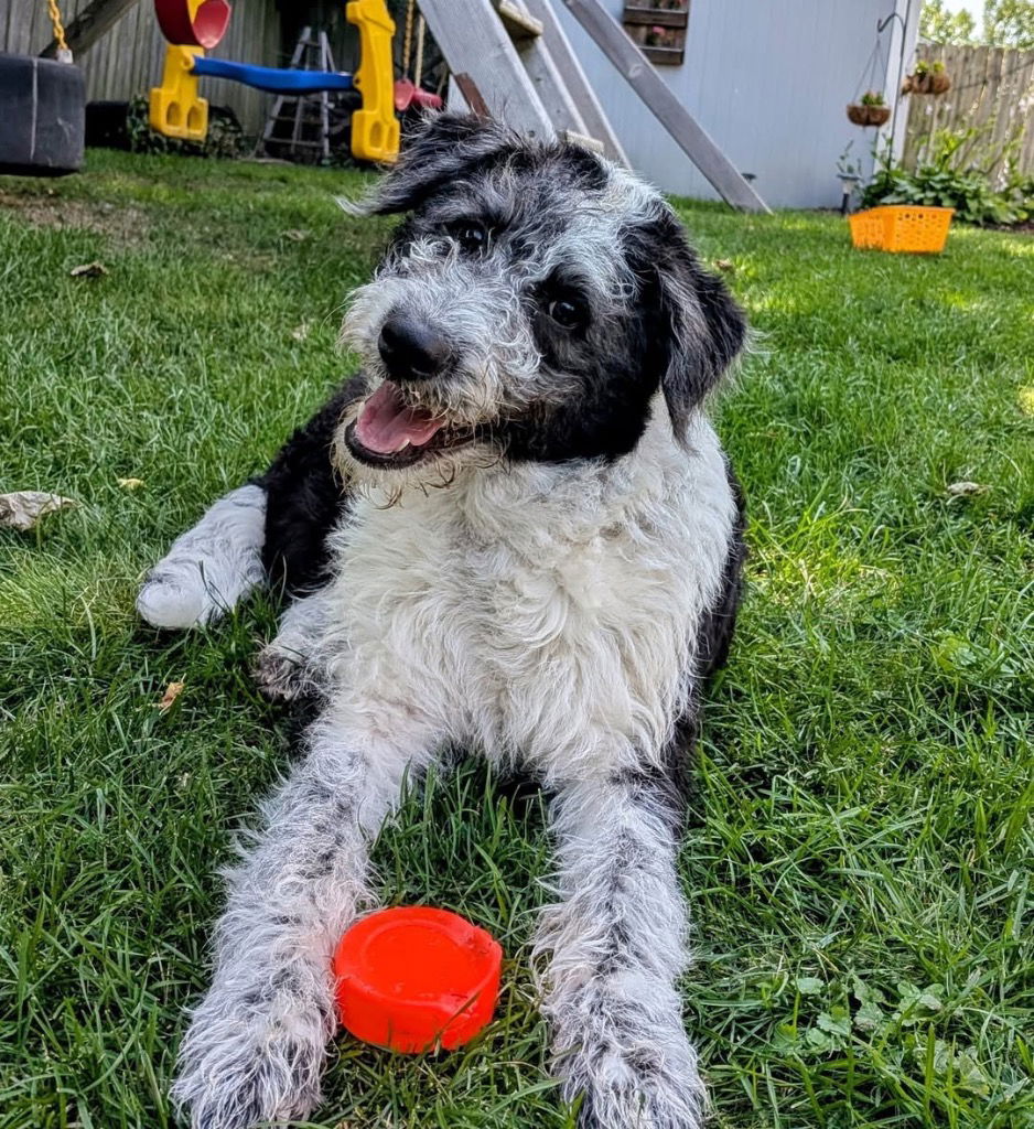 adoptable Dog in Libertyville, IL named Ladybug