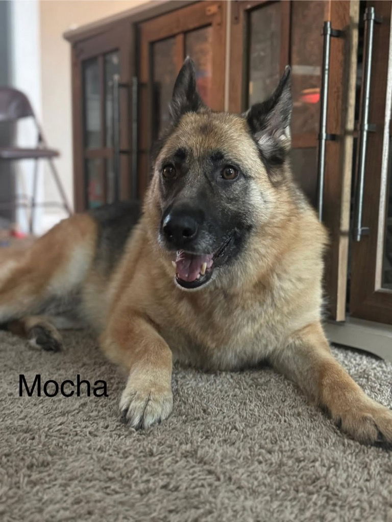adoptable Dog in Libertyville, IL named Mocha