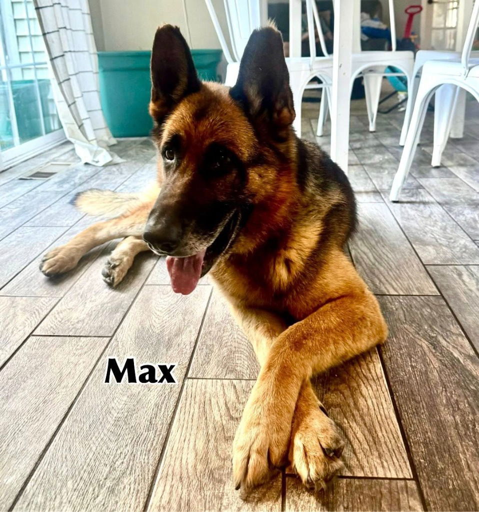 adoptable Dog in Libertyville, IL named Max