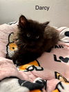 adoptable Cat in libertyville, IL named Darcy