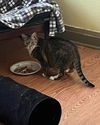 adoptable Cat in libertyville, IL named Roxy