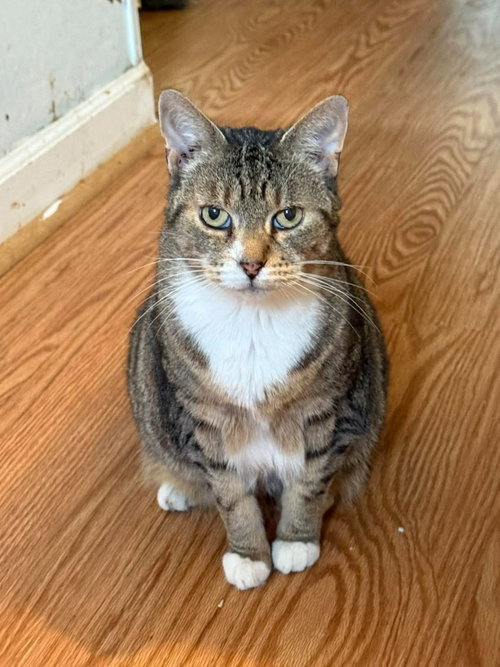 ROXY - Domestic Medium Hair available for adoption