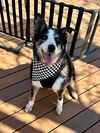adoptable Dog in  named Sherman