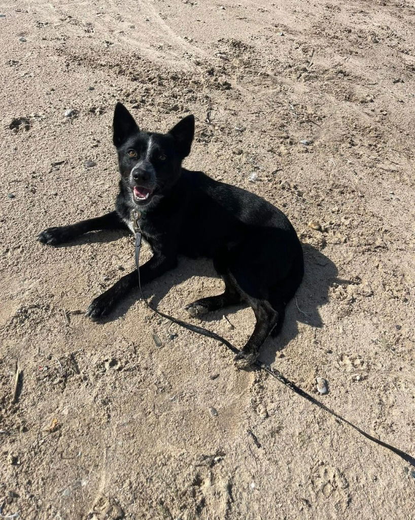 adoptable Dog in Libertyville, IL named Maddie