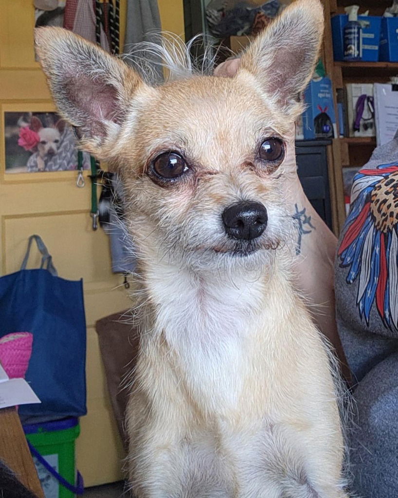 adoptable Dog in Libertyville, IL named Sampson
