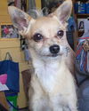 adoptable Dog in libertyville, IL named Sampson