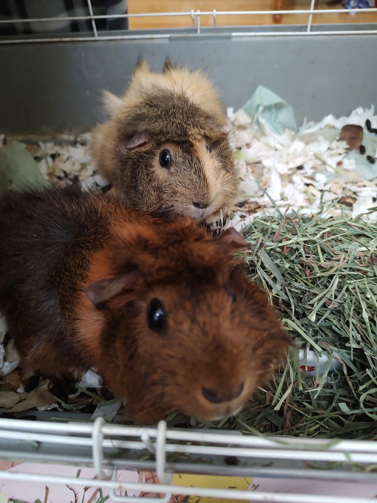 adoptable Guinea Pig in Libertyville, IL named Squeak