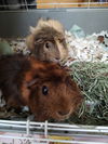 adoptable Guinea Pig in libertyville, IL named Squeak