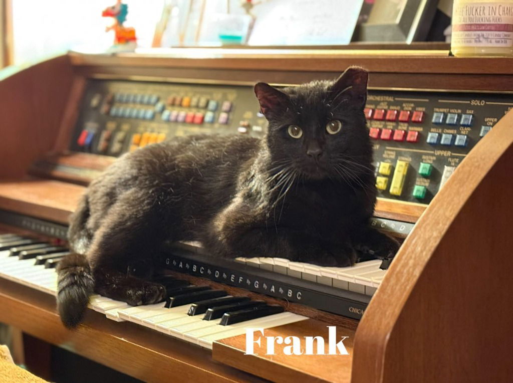 adoptable Cat in Libertyville, IL named Frank