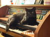 adoptable Cat in libertyville, IL named Frank
