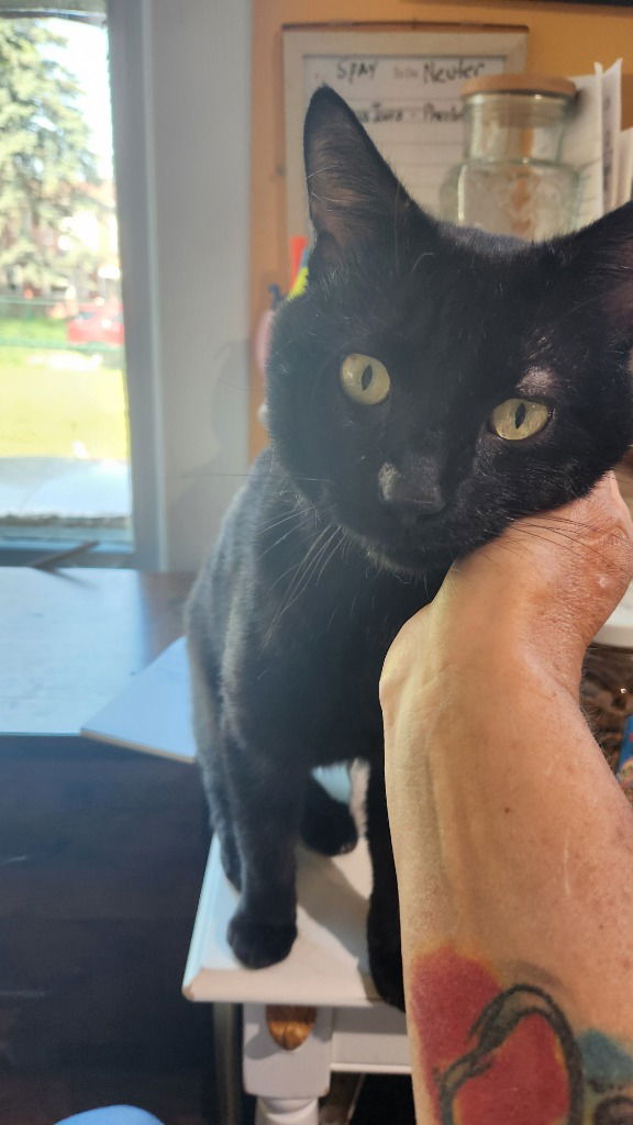 adoptable Cat in Libertyville, IL named Oscar