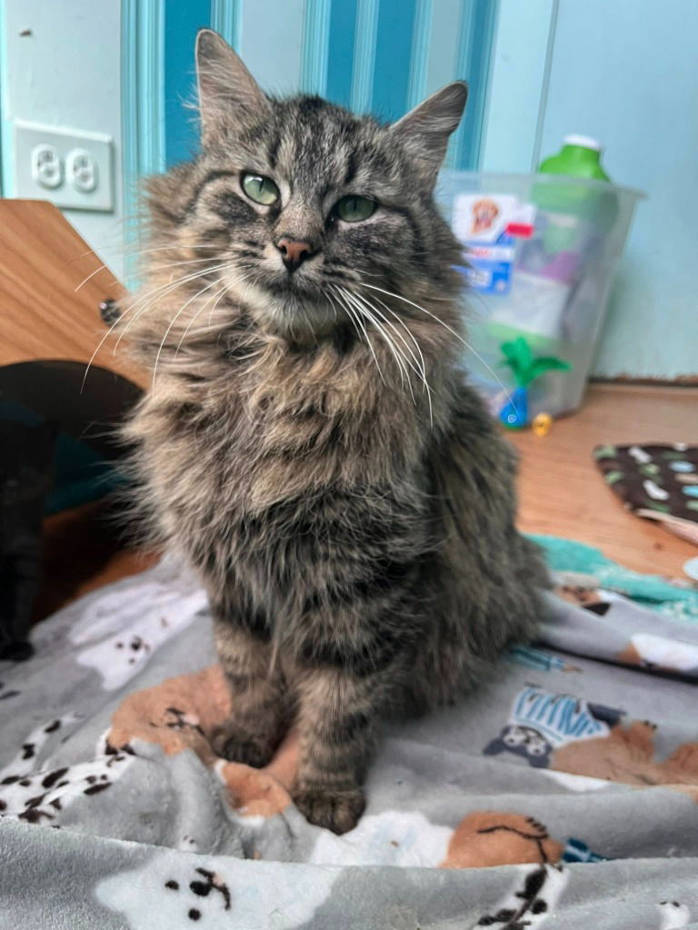 adoptable Cat in Libertyville, IL named Angela