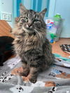 adoptable Cat in  named Angela