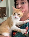 adoptable Cat in libertyville, IL named Owen