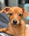 adoptable Dog in libertyville, IL named Dilly