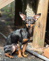 adoptable Dog in  named Dally