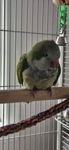 adoptable Bird in libertyville, IL named Frankie