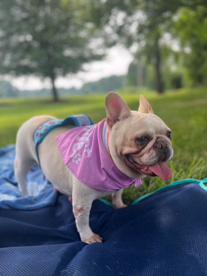 adoptable Dog in Libertyville, IL named Amber