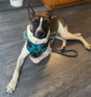 adoptable Dog in  named Delilah