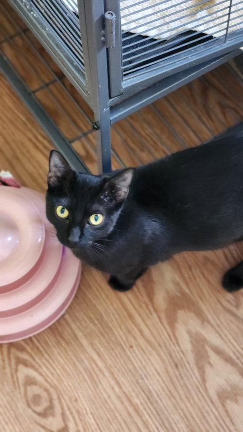 picture of the cat needing adoption