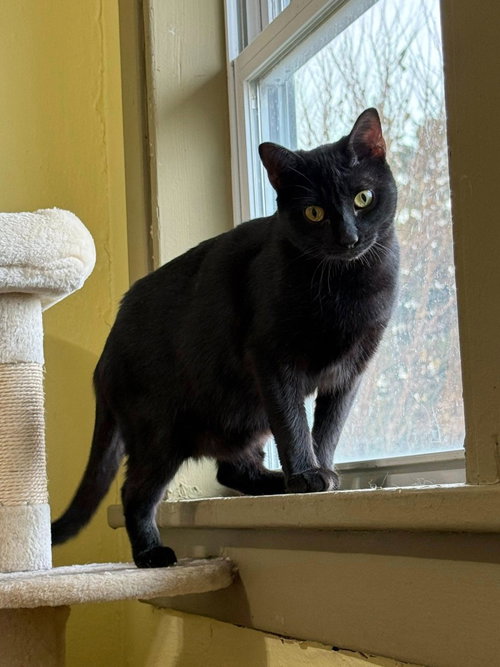 picture of the cat needing adoption