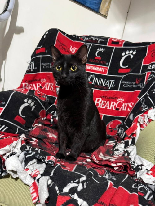 Wilma, Young Domestic Medium Hair / Mixed, cat for adoption in Orland Park, Illinois