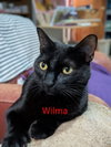 Wilma - Photo 2