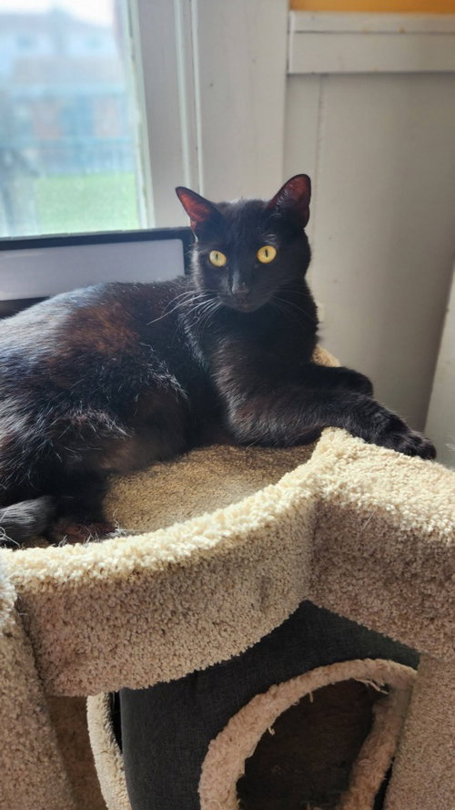 WILMA - Domestic Medium Hair available for adoption