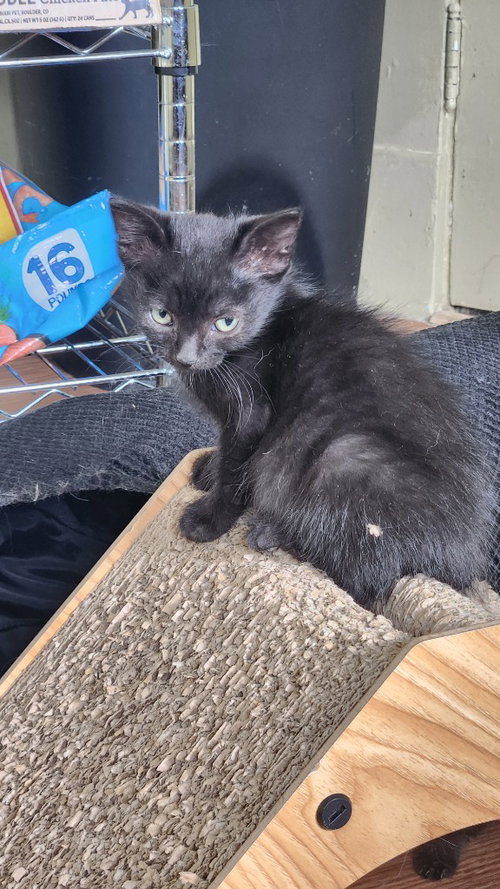 picture of the cat needing adoption