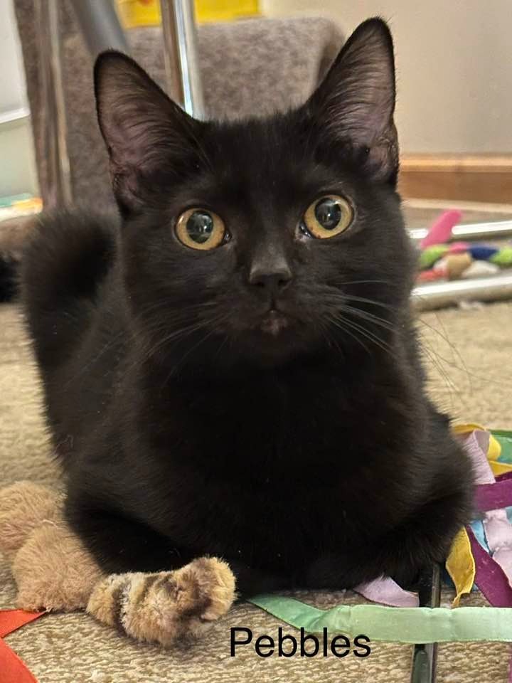 Pebbles