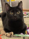 Pebbles - Photo 1