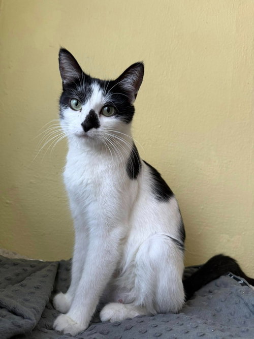 picture of the cat needing adoption