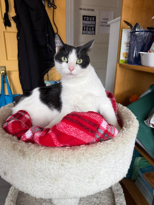 picture of the cat needing adoption