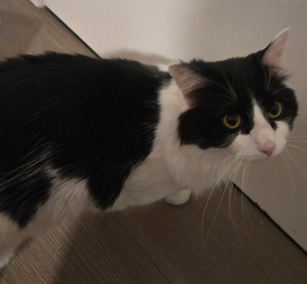 Leo