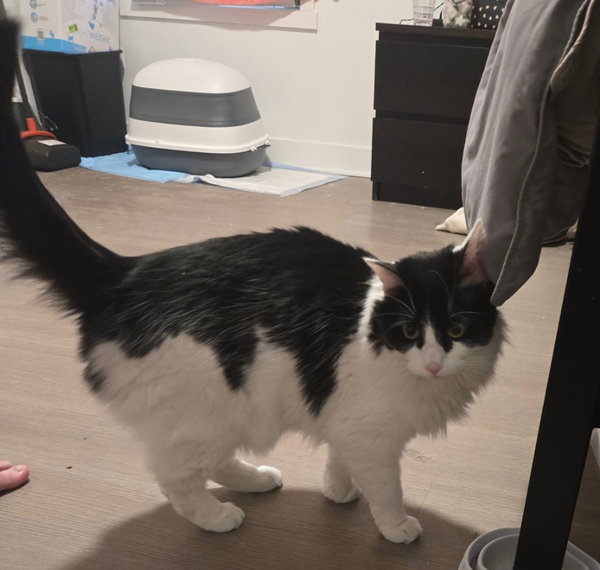 Leo